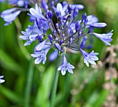 AGAPANTHUS BLUE BIRD