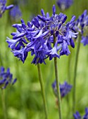 AGAPANTHUS BRESSINGHAM BLUE