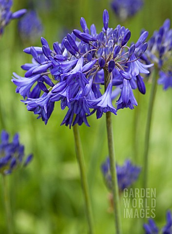 AGAPANTHUS_BRESSINGHAM_BLUE