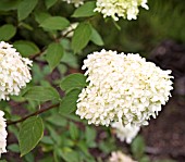 HYDRANGEA PANICULATA LIMELIGHT