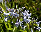 AGAPANTHUS CAMPANULATUS WEDGEWOOD BLUE