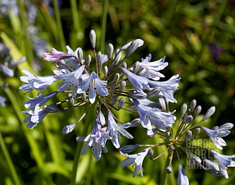 AGAPANTHUS_CAMPANULATUS_WEDGEWOOD_BLUE