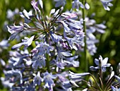 AGAPANTHUS CAMPANULATUS WEDGEWOOD BLUE