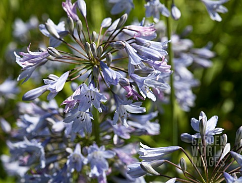 AGAPANTHUS_CAMPANULATUS_WEDGEWOOD_BLUE