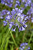 AGAPANTHUS CAMPANULATUS