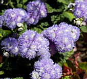 AGERATUM HOUSTONIANUM BAVARIA