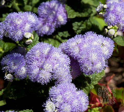 AGERATUM_HOUSTONIANUM_BAVARIA