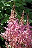 ASTILBE INTERMEZZO