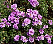 AUBRIETA BRESSINGHAM PINK