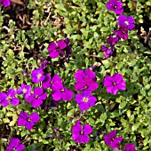 AUBRIETA HENSLOW PURPLE