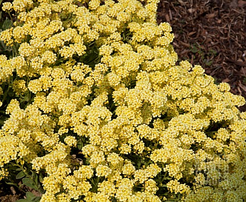 AURINIA_SAXATILIS_CITRINA