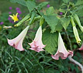 BRUGMANSIA SUAVEOLENS