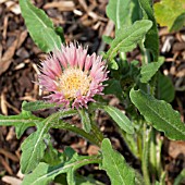 CENTAUREA PULLATA