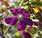 CLEMATIS VOLUCEAU