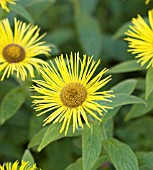 INULA HOOKERI