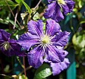 CLEMATIS WISLEY