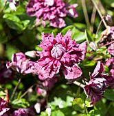 CLEMATIS VITICELLA PURPUREA PLENA ELEGANS