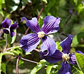 CLEMATIS X DURANDII