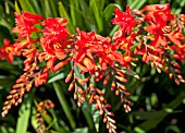 CROCOSMIA WALBERTON RED