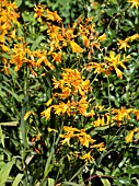 CROCOSMIA X CROCOSMIFLORA GEORGE  DAVIDSON