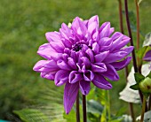 DAHLIA NIKITA