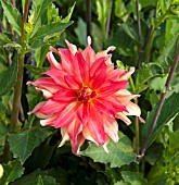 DAHLIA CALVI
