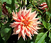 DAHLIA CHIFFON