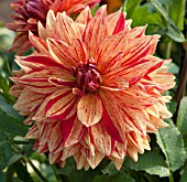 DAHLIA CLOWN