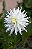 DAHLIA ICE PRINCESS