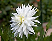 DAHLIA ICE PRINCESS