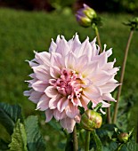 DAHLIA IDYLLE