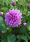 DAHLIA NIKITA