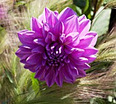 DAHLIA NIKITA