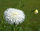 DAHLIA WHITE LACE