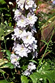 DELPHINIUM MAGIC FOUNTAIN