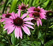 ECHINACEA PURPUREA RUBINSTERN