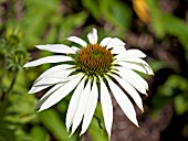 ECHINACEA PURPUREA WHITE LUSTRE