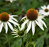 ECHINACEA PURPUREA WHITE SWAN