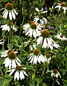 ECHINACEA PURPUREA WHITE SWAN