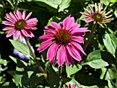 ECHINACEA PURPUREA WILD BERRY