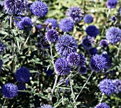 ECHINOPS RITRO VEITCHS BLUE