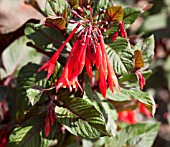 FUSCHIA THALIA