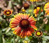 GAILLARDIA ARISTATA