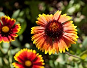 GAILLARDIA ARISTATA