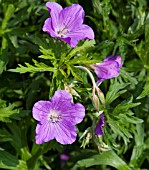 GERANIUM KASHMIR BLUE