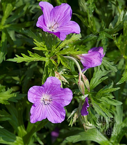 GERANIUM_KASHMIR_BLUE