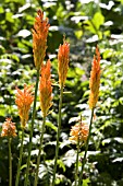 KNIPHOFIA ERECTA