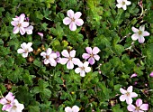 GERANIUM PINK DELIGHT