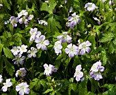 GERANIUM MACULATUM