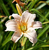 HEMEROCALLIS MILLIE SCHLUMPF